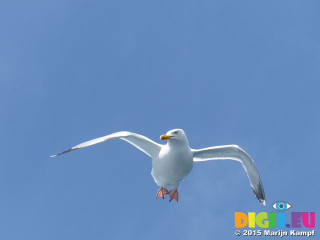 FZ015890 Herring Gull (Larus argentatus) [Seagull] in flight